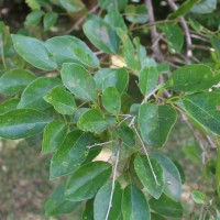 Cordia dichotoma G.Forst.